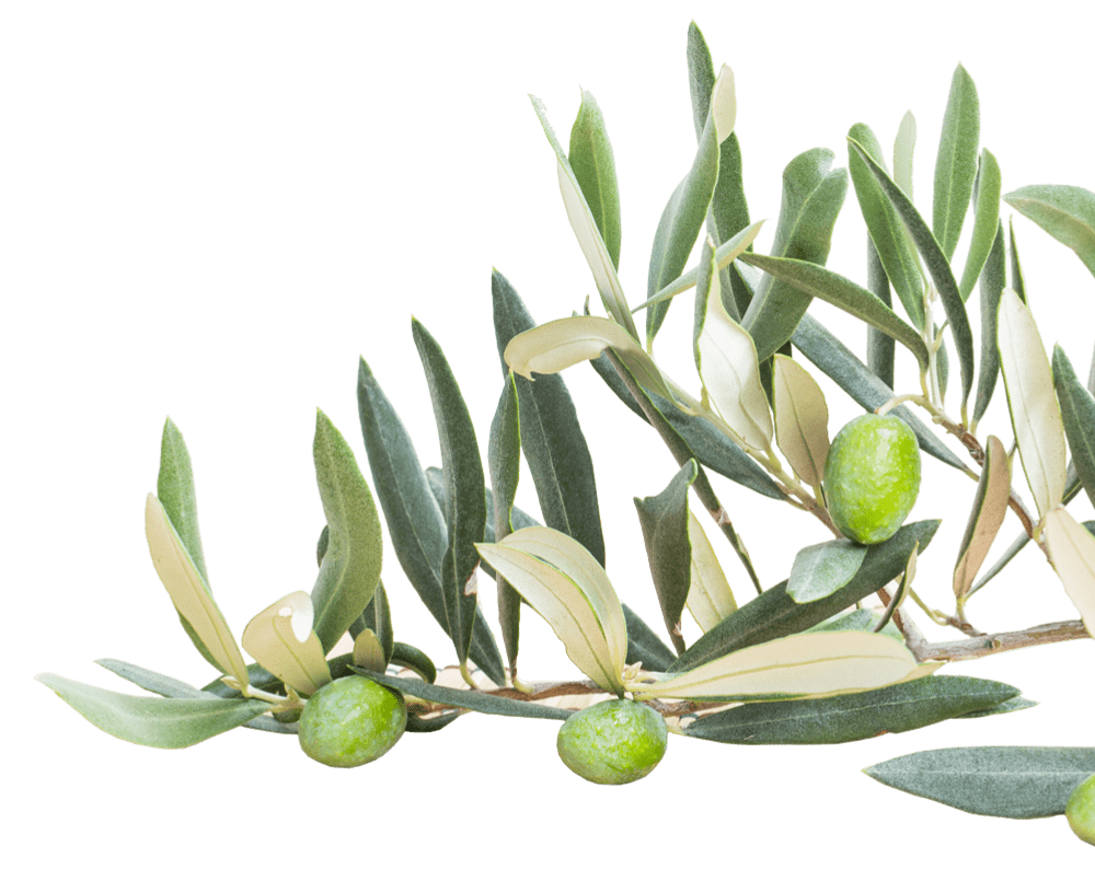 rama de olivo Santa Clara