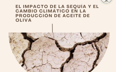 El impacto de la sequía y el cambio climático en la producción de aceite de oliva