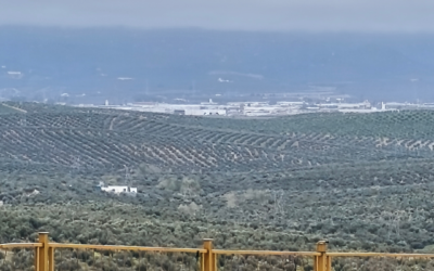 Balance de la campaña de aceite de oliva 2025/2026: calidad, esfuerzo y tradición en el olivar